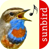 Vogelstimmen Id - Ruf + Gesang